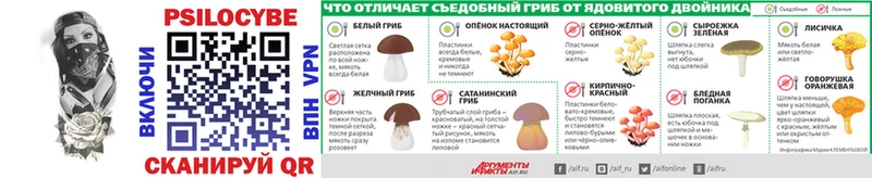 mega как войти  Можга  Галлюциногенные грибы Psilocybine cubensis 
